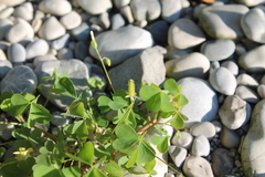 Oxalis stricta
