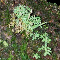 Cladonia ochrochlora