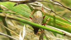 Picromerus bidens