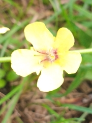 Verbascum blattaria
