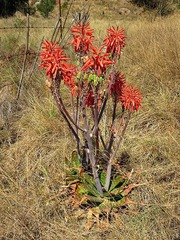 Aloe greatheadii davyana