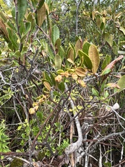 Chamaedaphne calyculata