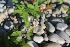 Epilobium parviflorum