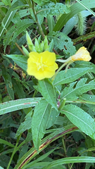 Oenothera laciniata