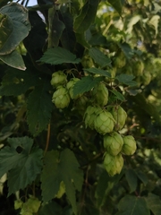 Humulus lupulus