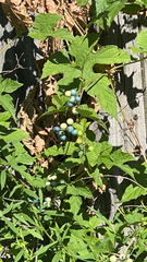 Ampelopsis glandulosa