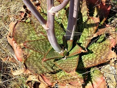 Aloe greatheadii davyana