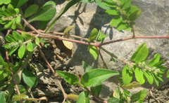 Euphorbia humistrata