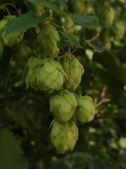 Humulus lupulus