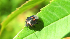 Cosmopepla lintneriana