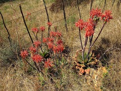 Aloe greatheadii davyana