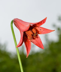 Lilium grayi
