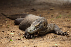 Varanus komodoensis