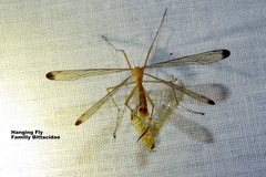 Hylobittacus apicalis