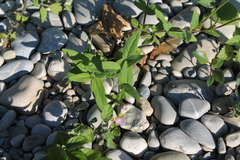 Epilobium parviflorum
