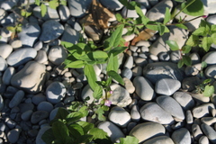 Epilobium parviflorum