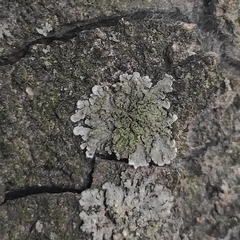 Physconia