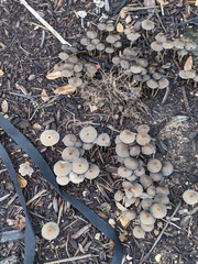 Agaricales