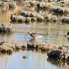Limosa lapponica