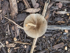 Agaricales