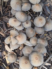 Agaricales