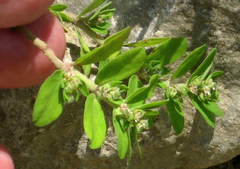 Euphorbia humistrata