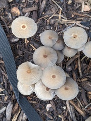 Agaricales