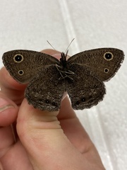 Cercyonis oetus phocus