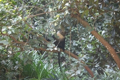 Cercopithecus mitis kolbi