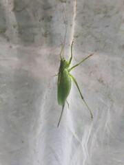 Tettigonia cantans