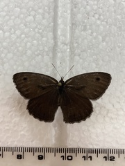 Cercyonis oetus phocus