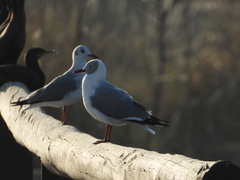 Chroicocephalus cirrocephalus