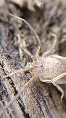 Odiellus troguloides