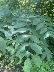 Juglans cinerea