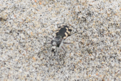Cicindela latesignata