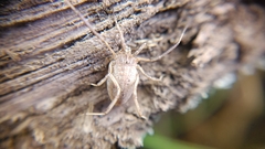 Odiellus troguloides