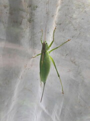 Tettigonia cantans