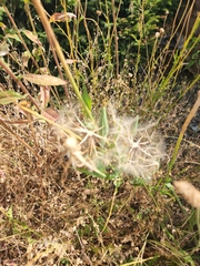 Tragopogon pratensis