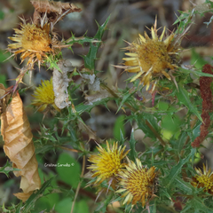 Carlina hispanica