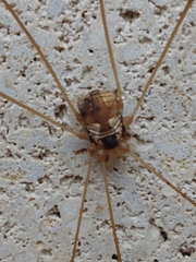 Leiobunum bimaculatum