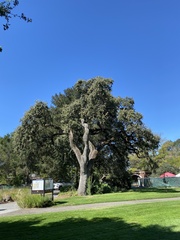 Quercus lobata