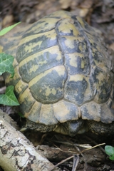 Testudo hermanni