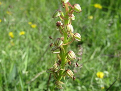 Orchis anthropophora