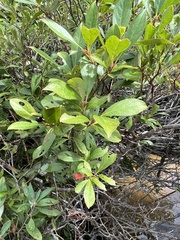 Aronia melanocarpa