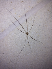 Leiobunum bimaculatum