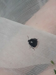 Coptosoma scutellatum