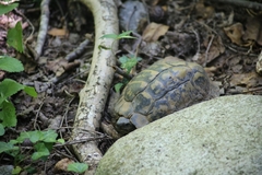 Testudo hermanni