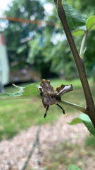 Limenitis