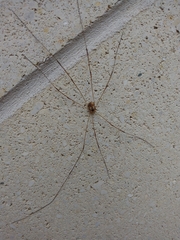 Leiobunum bimaculatum