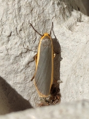 Eilema